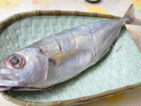 目孔魚:
與竹筴魚同屬。含有豐富的維他命營養素，還有將近20%的優質蛋白質，飽含高單位不飽和脂肪酸，是預防高血壓、腦中風的極佳食材。